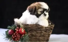 Roztomilá štěňátka shih tzu pro dobrou maminku