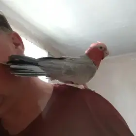 Kakadu řůžový