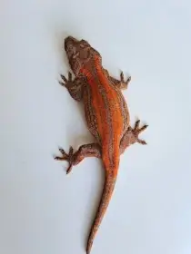 Rhacodactylus auriculatus