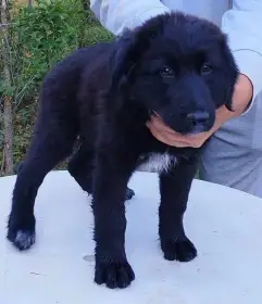 Lassie hledá lásku a domov