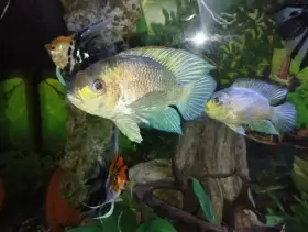 Akary Blue neon