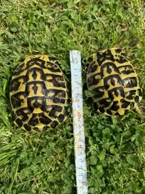 Testudo hermanni hermanni