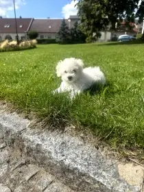 Prodám štěně fenku Boloňského psíka