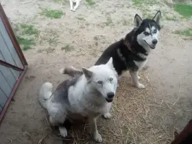 Pejsek sibisk husky