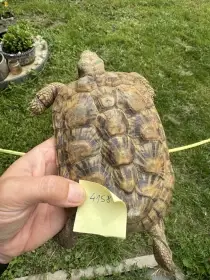 Želva skalní - Malacochersus tornieri