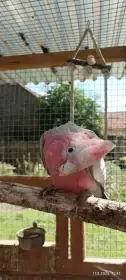 Kakadu Růžový