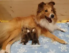 Sheltie - štěňátka s PP