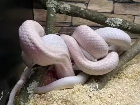 Pantherophis obsoletus lindheimeiri "leucistic"
