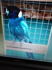 Barnard límcový velký modrý