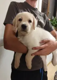 Pejsek labradora s PP
