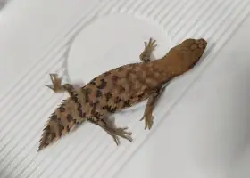 Egernia depressa