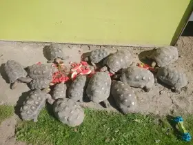 Prodám dospělé želvy uhlířské