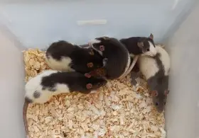 Potkani - prodám mláďata potkánků