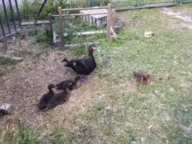 Pižmovka s mláďaty