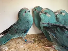 Kakariki