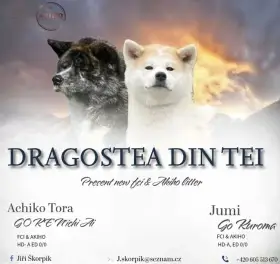 Akita Inu