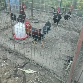 Kohouti Vlašky