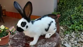 Německý obrovitý strakáč X Rex dalmatinský