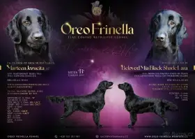 Flat Coated Retriever - vymazlená štěňátka s PP