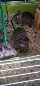 Osmák degu