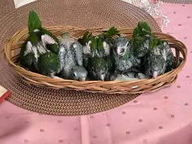 Ara červenoramenný
