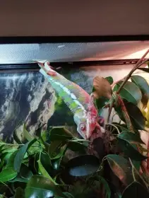 Chameleon pardáli