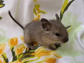 Osmák degu - kluci z CHS
