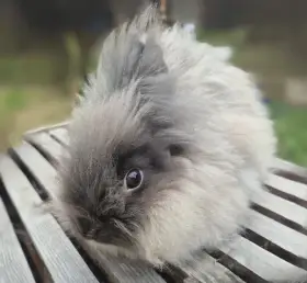Teddy