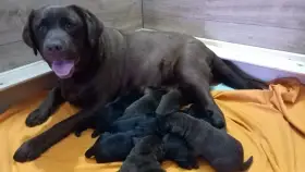Labradorský retrívr
