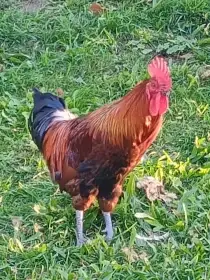 Kohouti Česká zlatá kropenka