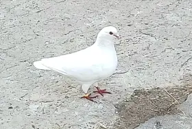 Bílý benešovský