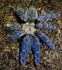 Posílám - AKCE – G. pulchra, E. murinus, H. maculata, A. seemanni...