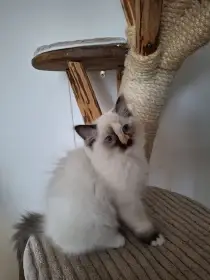 Ragdoll koťátko bez PP