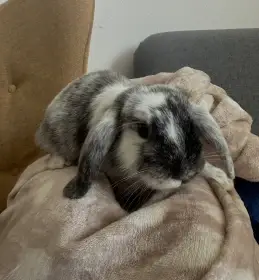Daruji rhönského zakrslého králíčka.