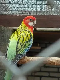 Rosela pestrá goldmantel