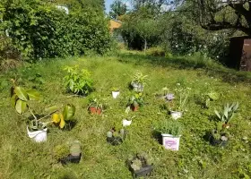 16 květináčů - cca 30 druhů
