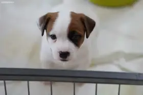 Jack russell terier pejsek