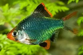 Parmička mechová - Puntius tetrazona green