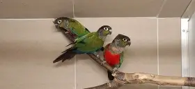 Pyrura perlový/ Pyrrhura perlata