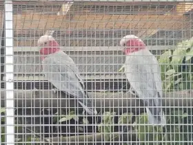 Kakadu růžový