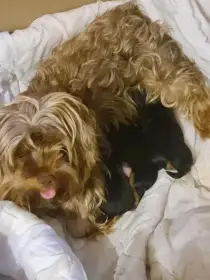 Yorkshire terrier