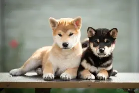 Štěňata Shiba s PP čmku/fci