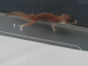 Gekončík noční
