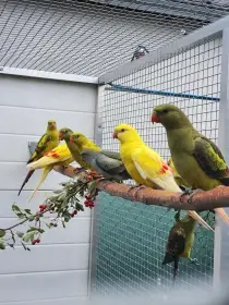 Kakadu ruzovy,lutino,horsky mutacie