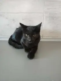 Bludička - opuštěná kočička hledá domov