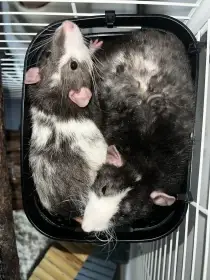 2 Potkánci s klecí a vybavenim