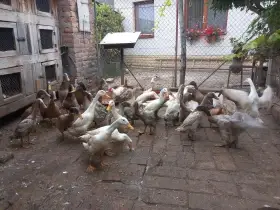Indický běžec mix barev
