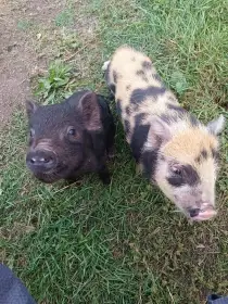 Mini prasátka