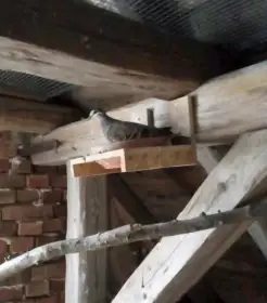 Holub bronzovokřídlý