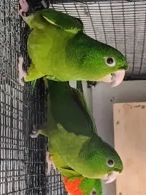 Aratinga červenohrdlý